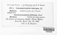 Gymnosporangium juniperi-virginianae image